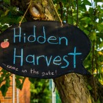 hiddenharvest-1 (cropped)