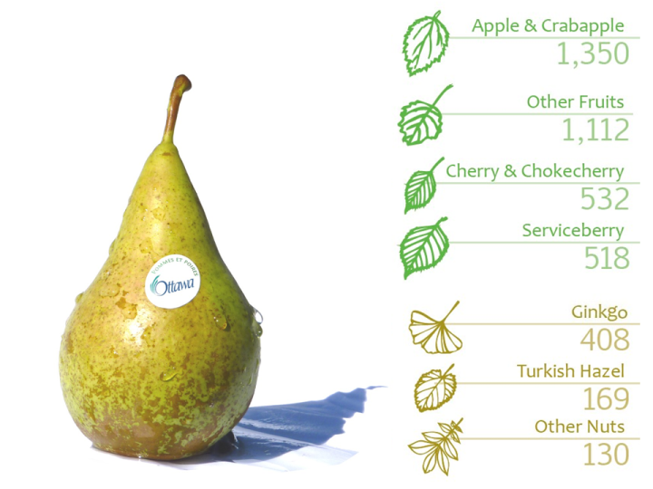infographic-CityTrees1