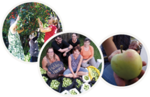 Fruit-For-The-Picking-Circles