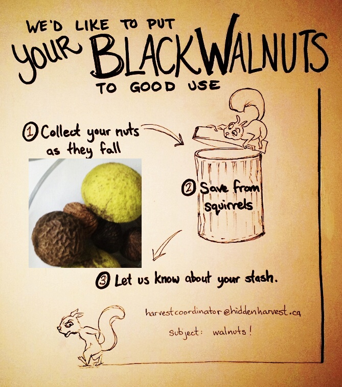 Black Walnut Poster