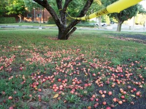 Crabapples in Brewer Park - Ottawa, Ontario